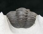 Cornuproetus Trilobite #16123-2